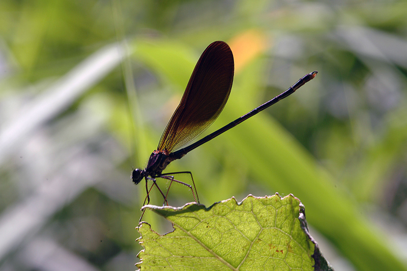 Da determinare 3 - Calopteryx haemorrhoidalis